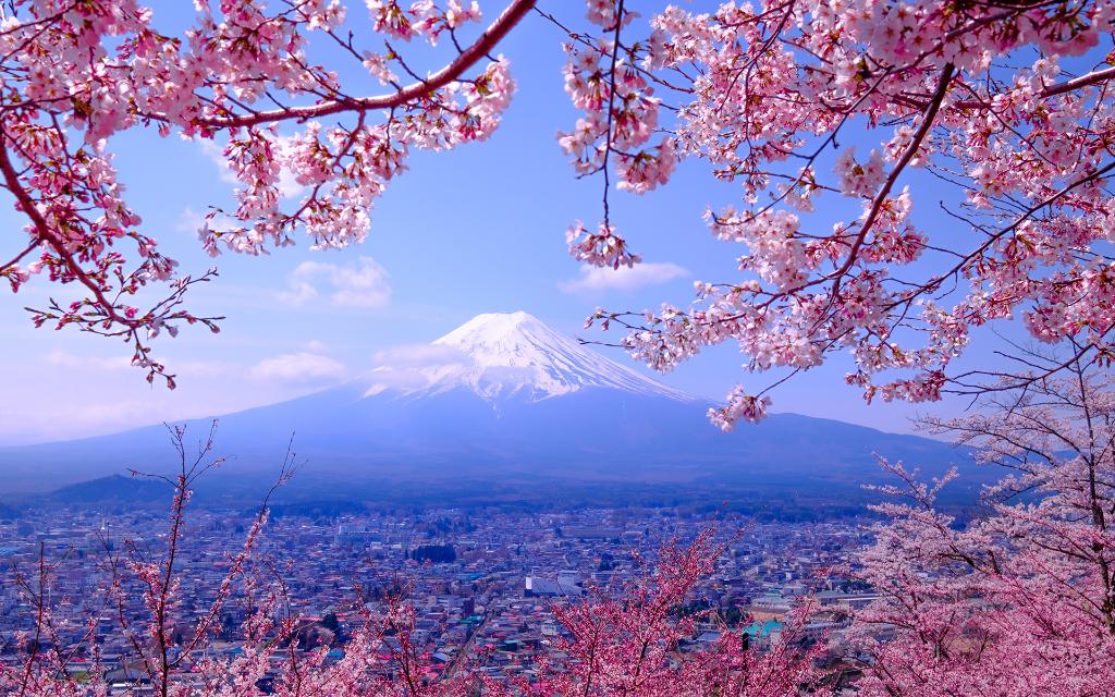 ファンネルウェブスパイダー ファイバ 大きさ デスクトップ 背景 桜 Tsukuru Kodawaru Jp