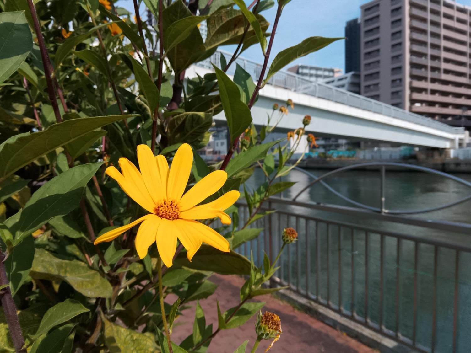 『OSCAL TIGER 8』レビュー｜割り切りも必要だが、約2万円で購入出来る120Hz対応大画面スマホ